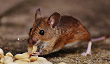 24 Hour & Emergency Exterminators in Saint George, WV